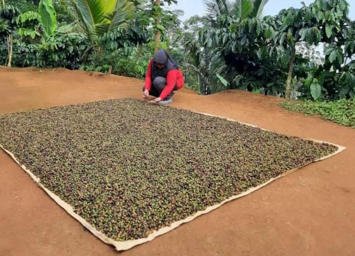 Rasakan Keunikan Kopi di Jantung Cilacap dengan D'va Coffe